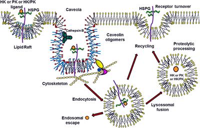 Modulation of the Plasma Kallikrein-Kinin System Proteins Performed by Heparan Sulfate Proteoglycans